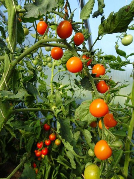 Cocktailparadeiser "Zuckertraube rot"