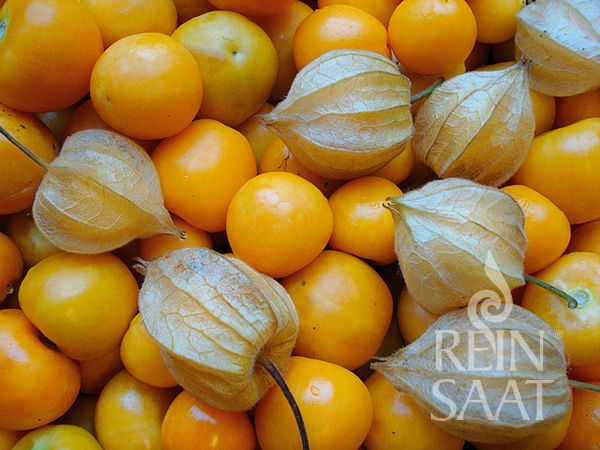 Jungpflanze Physalis - Andenbeere Schönbrunner Gold