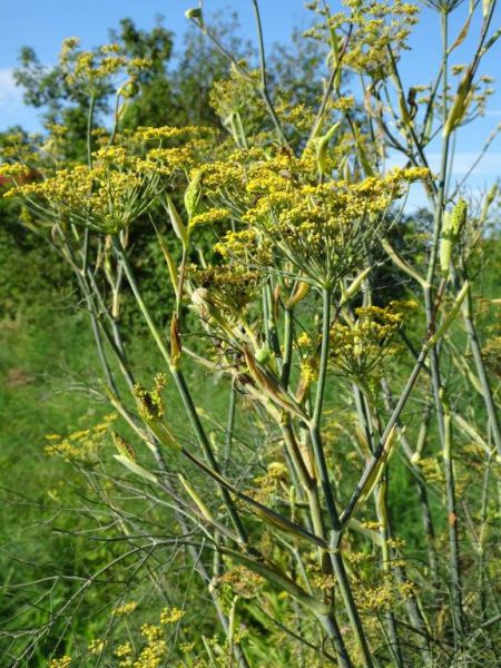 Bronzefenchel Bund