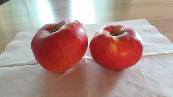 Äpfel Regia (süßsäuerlich, knackig)