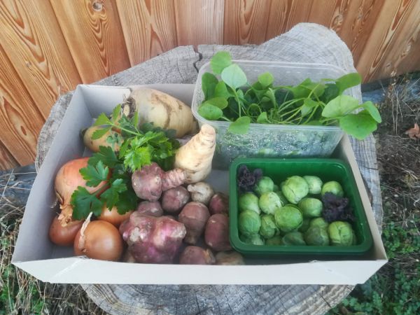 Wintergemüse Kisterl - GROSS