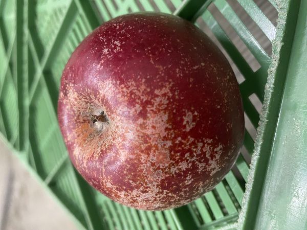 Äpfel Rusticana, 2. Wahl saftig säuerlich aromatisch