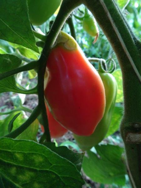 Saucenparadeiser "San Marzano"