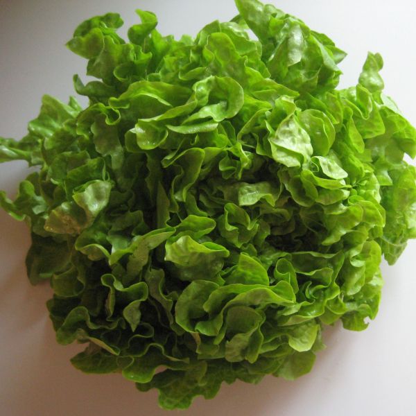 Eichblattsalat, Freitag Früh geerntet