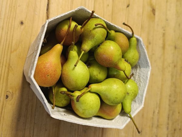 Birnen Sorte Nagowitz (süß, klein)