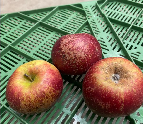 Äpfel Rusticana 1. Wahl saftig säuerlich aromatisch