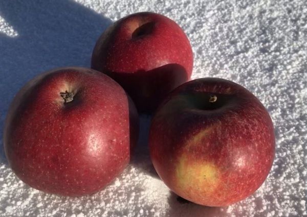 Äpfel Natyra, 1.Wahl süss-säuerlich, knackig