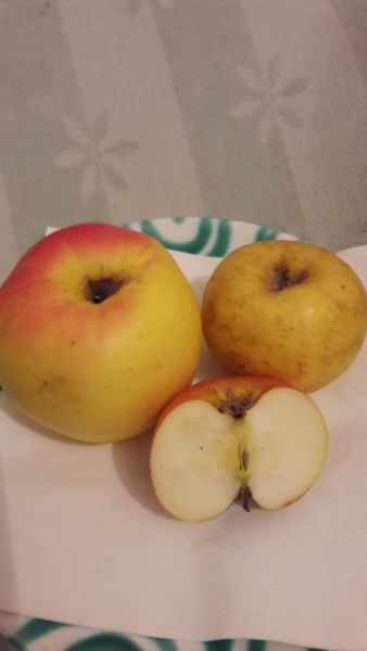 Champagner Renette ( saftig, angenehm weinsäuerlich)