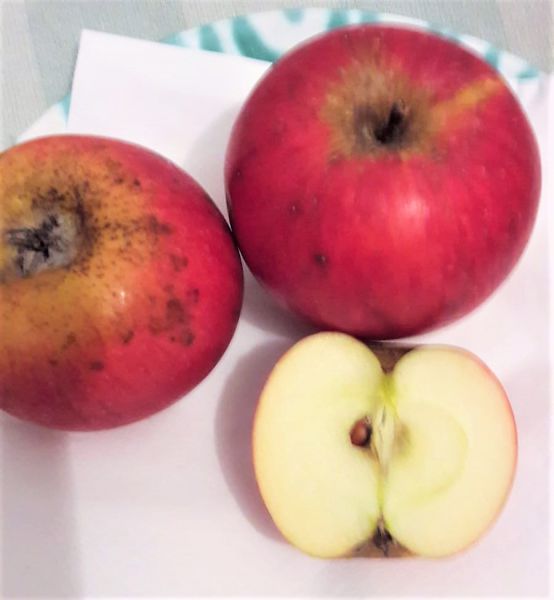 Schmidberger Renette ( säuerlich süß)