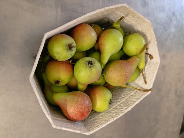 Bunte Julibirne