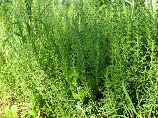 Bergbohnenkraut (mehrjährig)