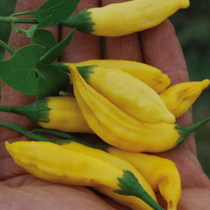 Chili - Lemon drops Samen