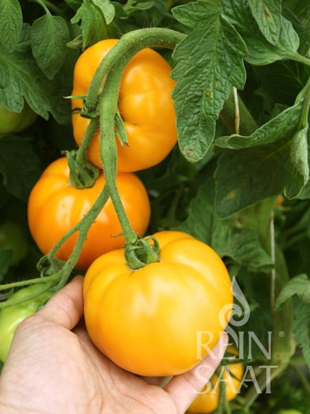 Jungpflanze Fleischtomate - Valencia