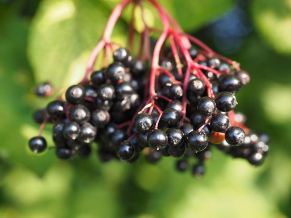 Holunderbeeren aus Wildsammlung (Dolden)