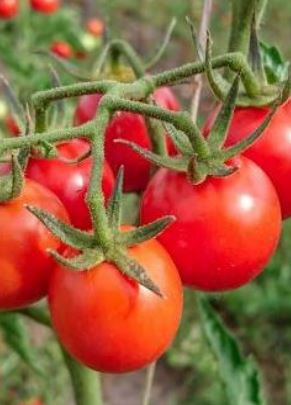 Jungpflanze Salattomate - Resibella FREILANDTAUGLICH