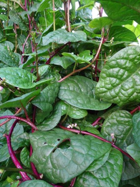 Malabarspinata