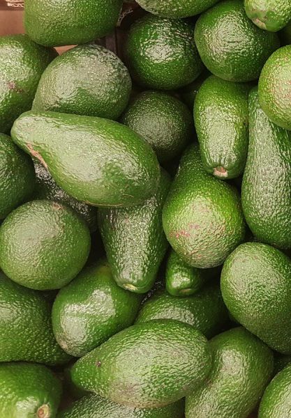 Bio-Avocado AKTION aus Kreta (Sorte Fuerte)