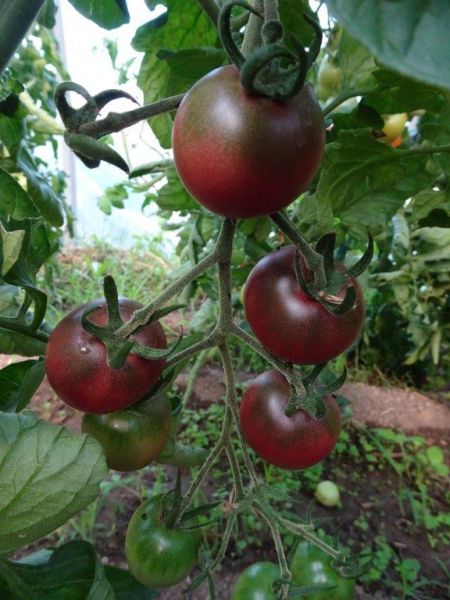 Cocktailparadeiser "Black Cherry" dunkel rot