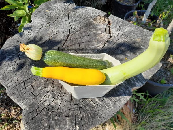 Zucchini Mix