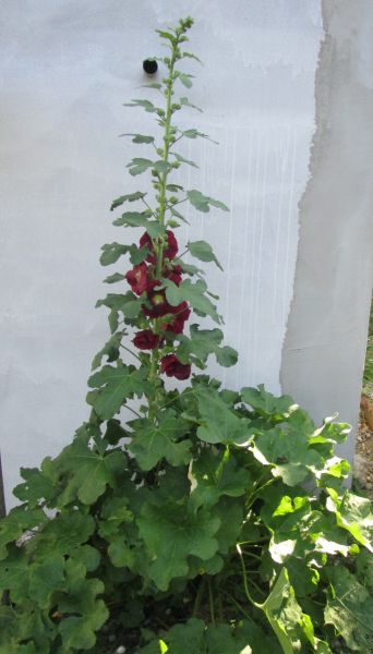 Samen - Stockrose (gemischte Farben)