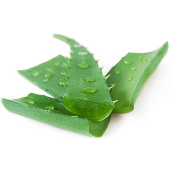 Aloe-Vera-Blätter (€ 5,-/kg)