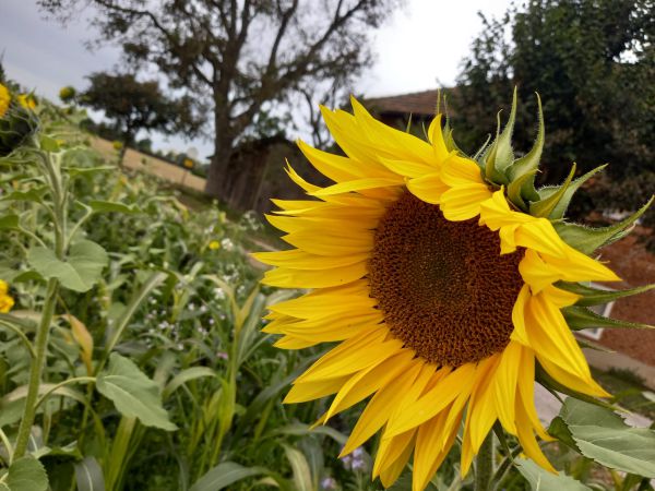 Sonnenblumen pro Stück