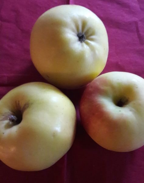 Siebenkant Äpfel (gelb, süß-säuerlich) 2. Wahl