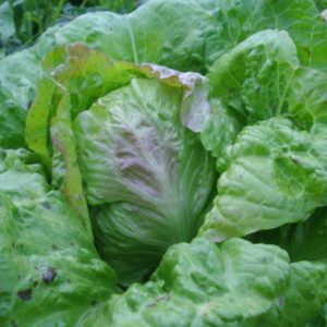 Krachsalat - Salat aus Jaskovo Samen