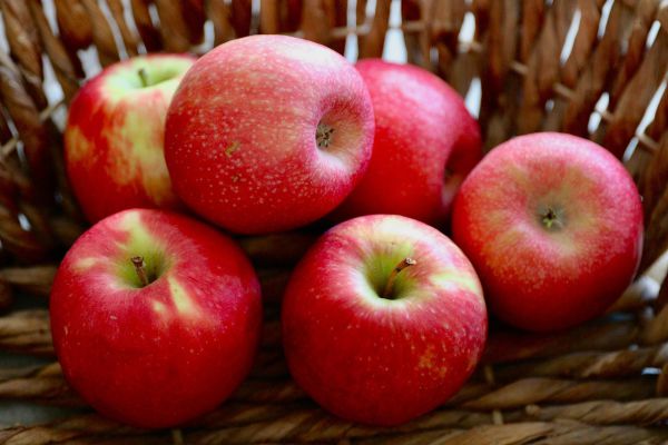 Äpfel Ladina süß, saftig aromatisch