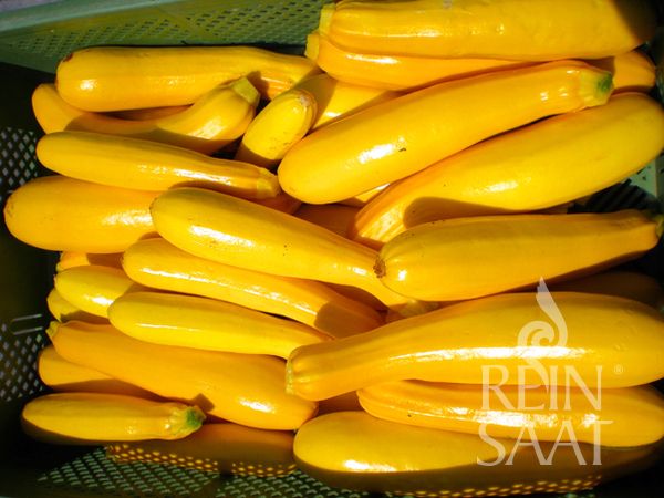 Jungpflanze Zucchini - Solara gelb