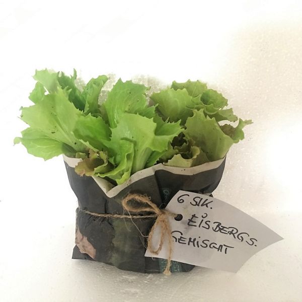 Jungpflanze Kopfsalat grün