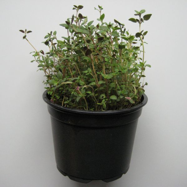 Thymian (mehrjährig)