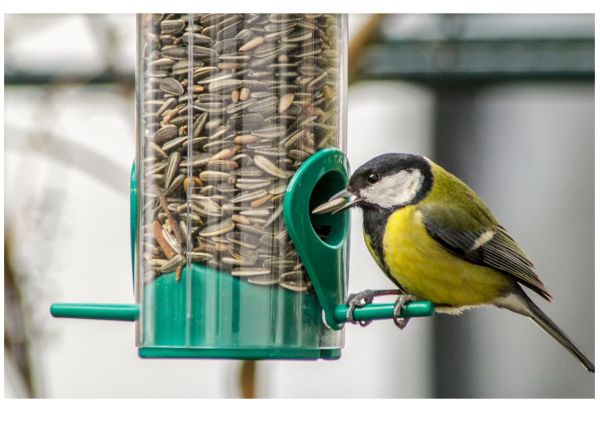 Sonnenblumenkerne ungeschält (Vogelfutter)