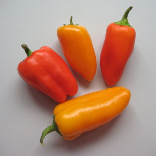 Snackpaprika bunt 250g