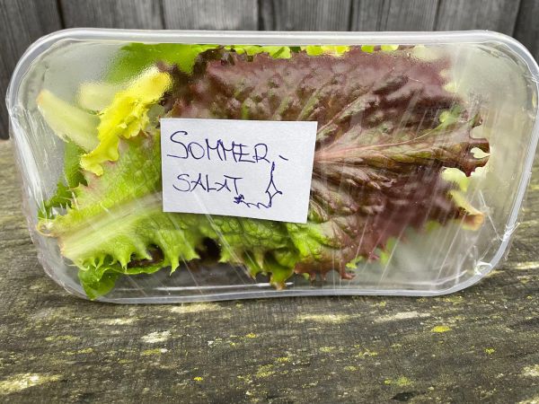 Sommersalat Mischung (Hofgärtnerei)