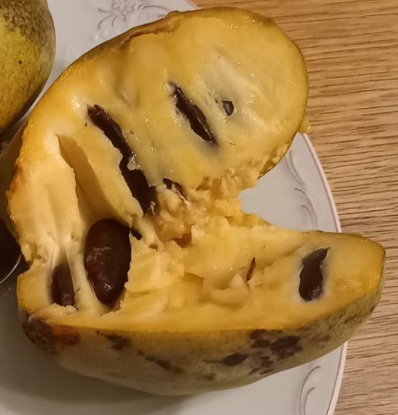 Indianerbananen aus Rems/St. Valentin