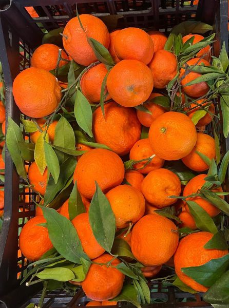 Clementinen AKTION süß + leicht zu schälen 4 kg