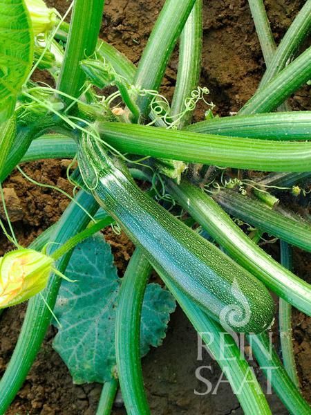 Jungpflanze Zucchini - Serefina - grün