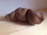 Yaconwurzel Yaconwurzel