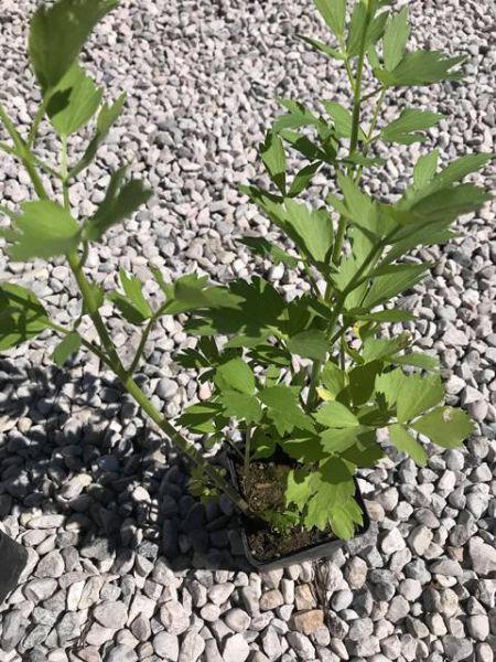 Maggikraut (Liebstöckl) im Rundtopf