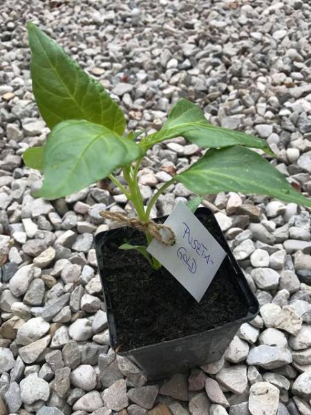 Blockpaprika rot: Pustzagold