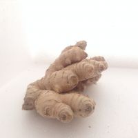 Ingwer Kl. II Ingwer Kl. II