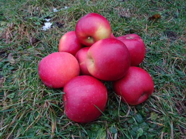 Enterprise, 1. Wahl leicht säuerlich, aromatisch