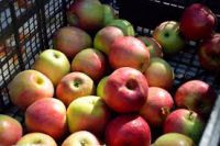 Wirtschaftsäpfel Wirtschaftsäpfel