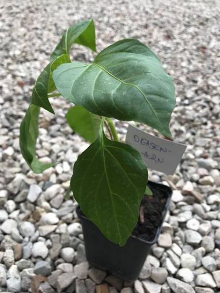 Spitzpaprika Ochsenhorn
