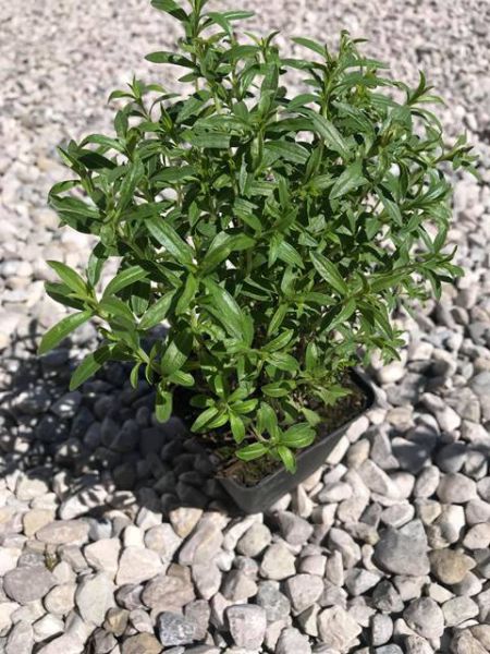 Bergbohnenkraut (mehrjährig)