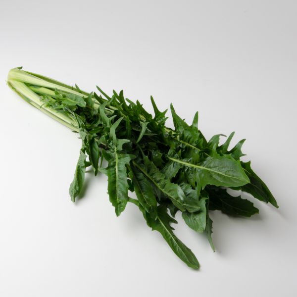 Catalognia - italienischer Zichoriensalat