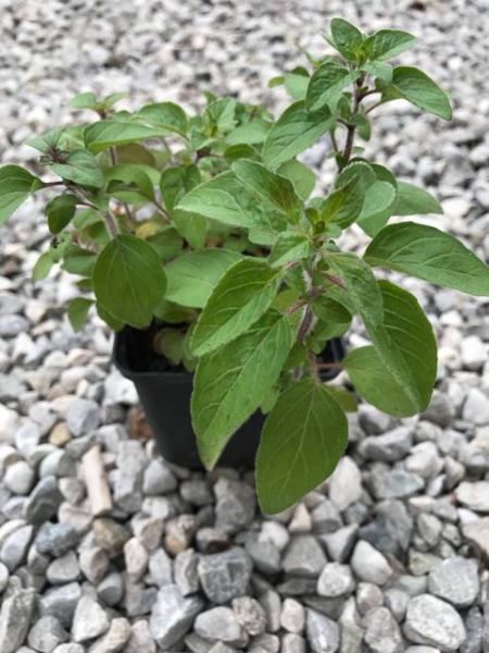 Oregano, mehrjährig
