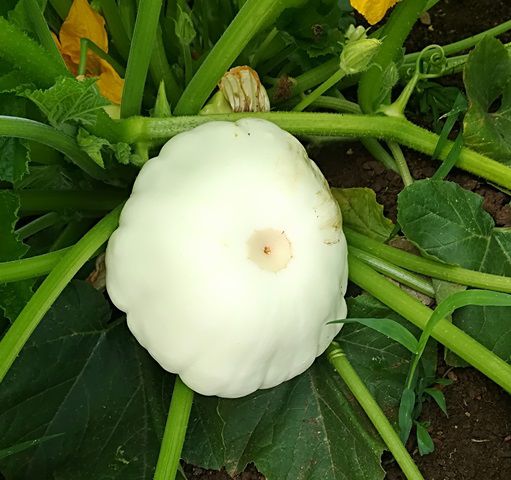 Kürbis Patisson "Ufokürbis" (€2,95/kg)