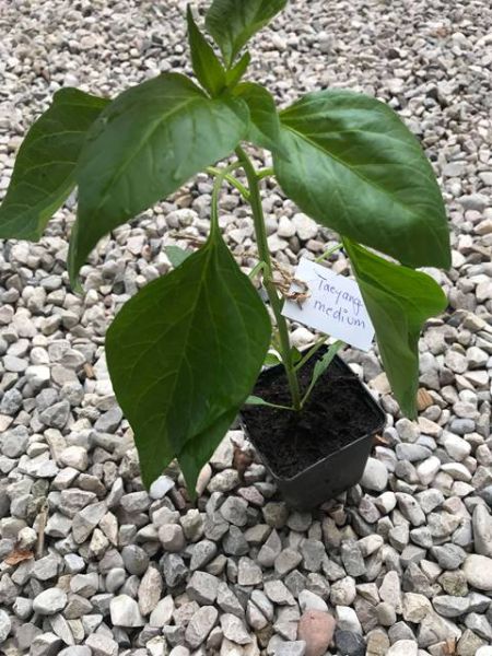 Pfefferoni Taeyang medium